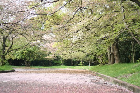 万博公園の外周で桜吹雪の中をゆっくり散歩3