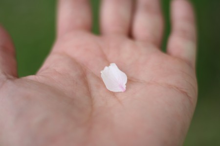 万博公園の外周で桜吹雪の中をゆっくり散歩2